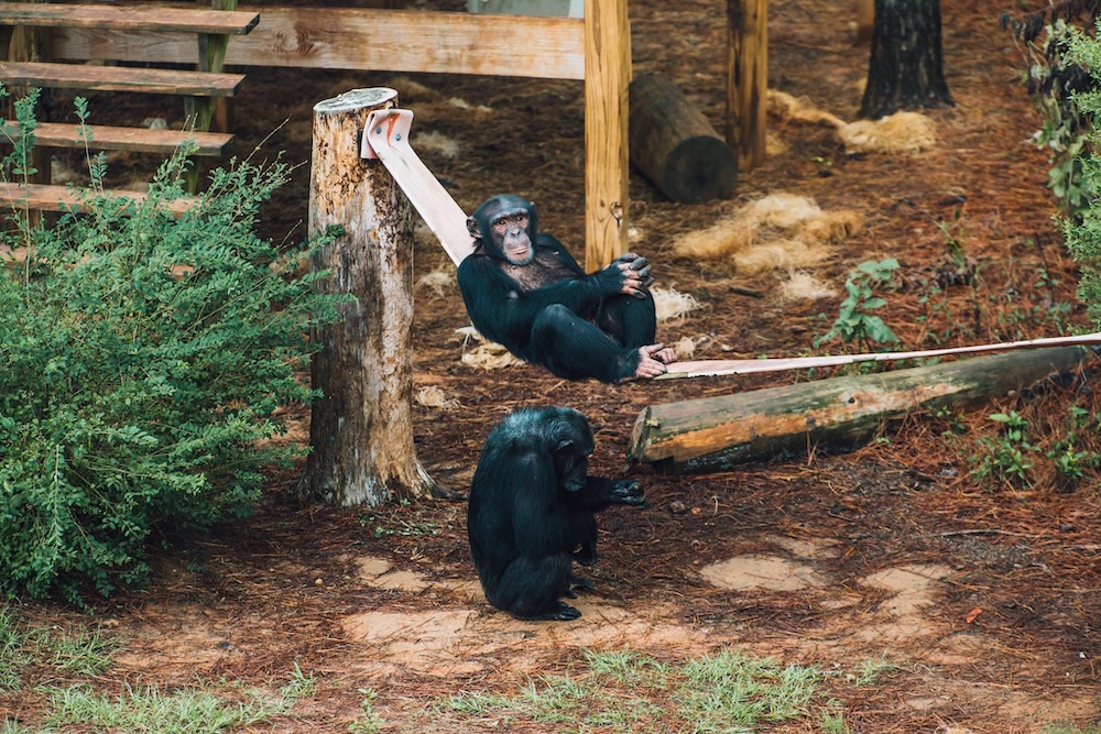 Chimp Mason Resting