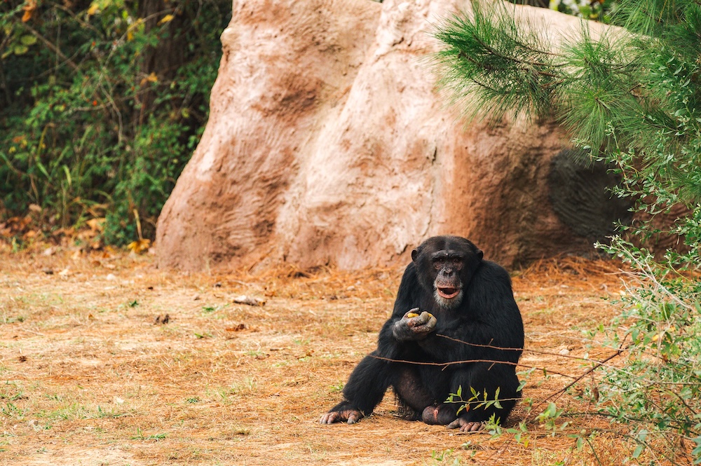 Chimp Mason at Cave