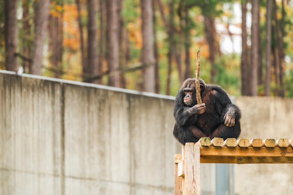 Chimp Mason On Roof