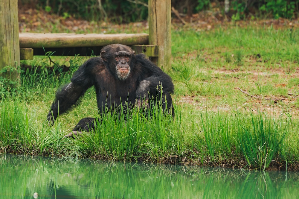 Chimp Mason At River