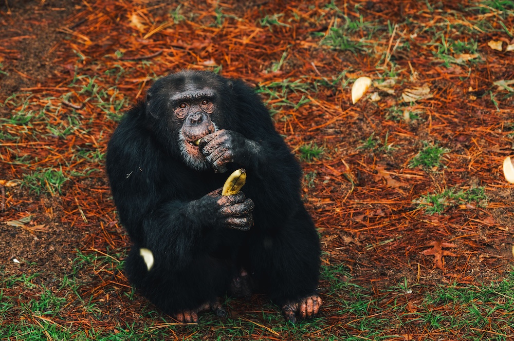 Chimp Mason Eating