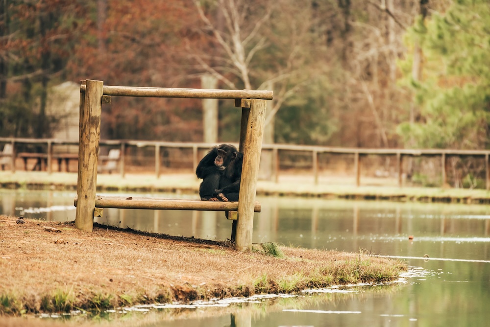 Chimp Mason Sitting