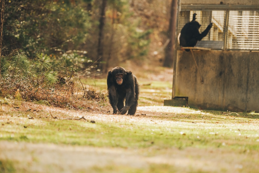 Chimp Mason