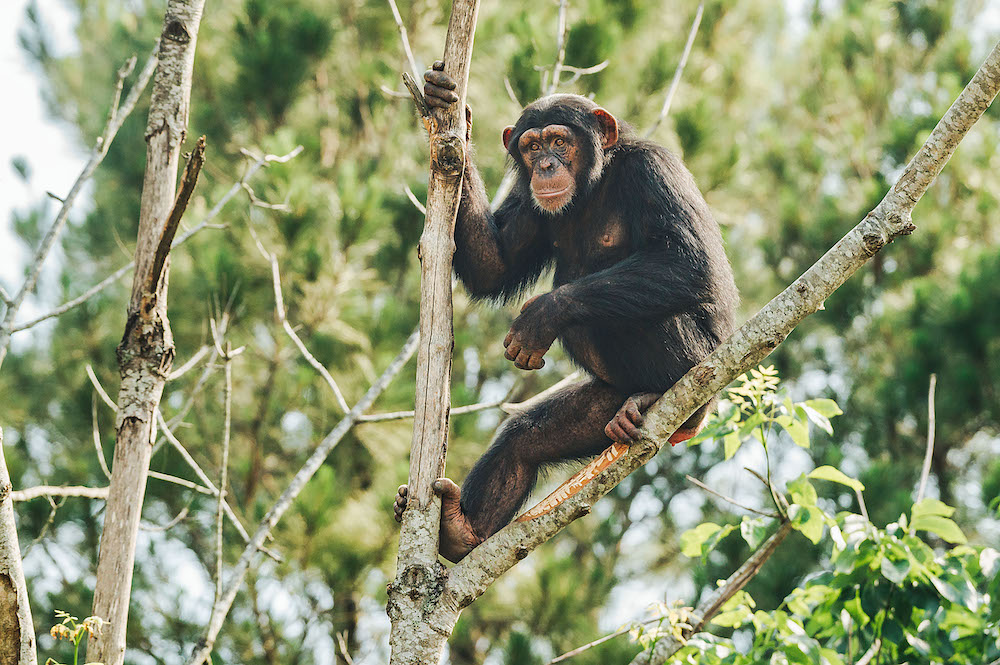 Chimp on Tree Branches