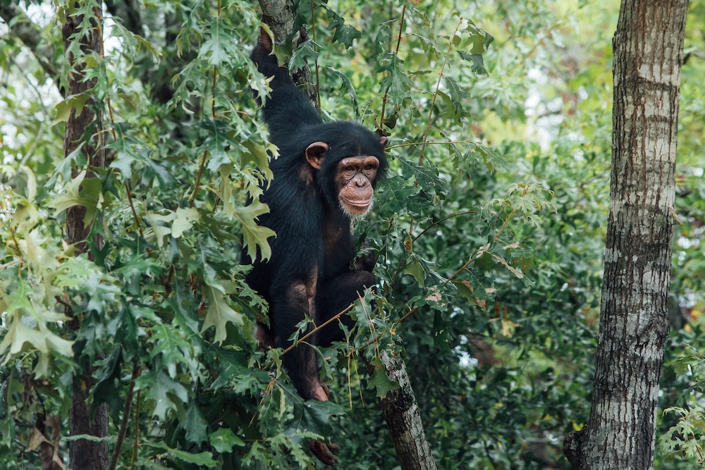 Chimp Natalie Peaking Through Trees