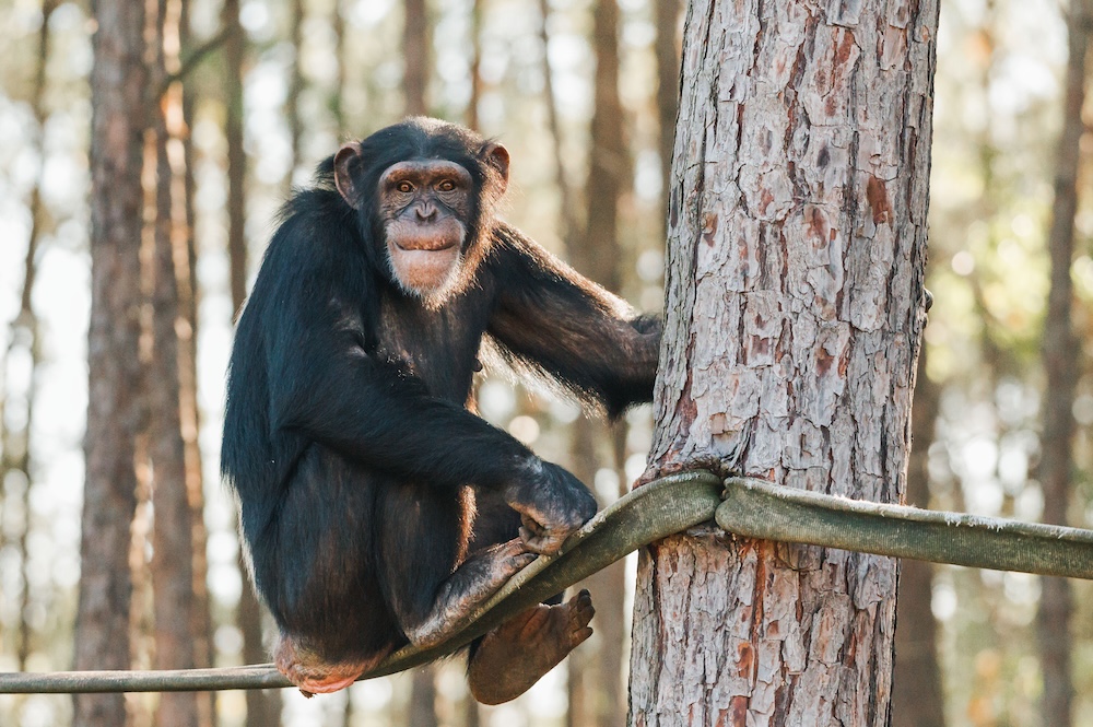 Chimp Natalie Sitting on Branch