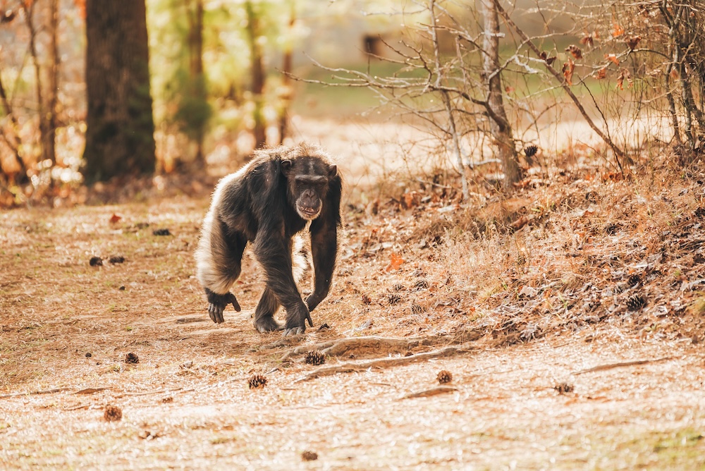 Chimp Nope