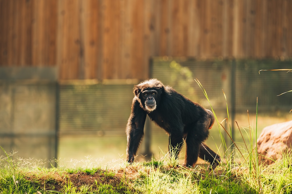 Chimp Onyx