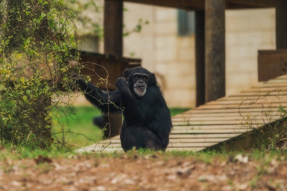 Chimp Onyx