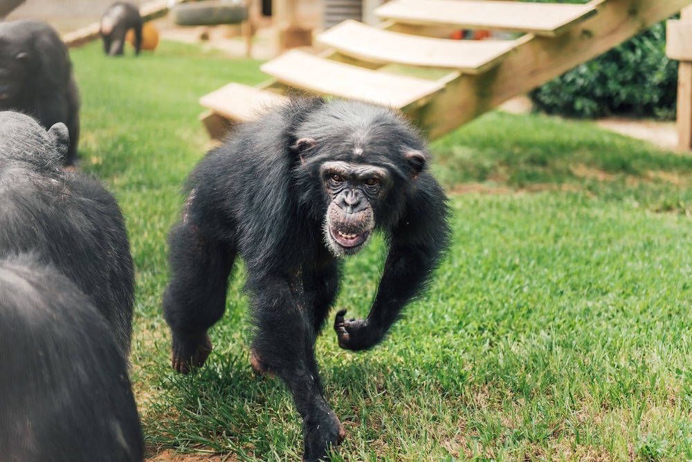 Chimp Onyx