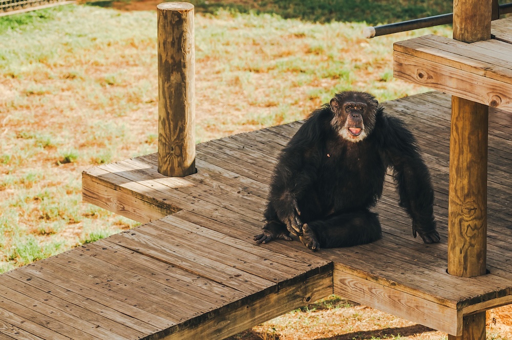 Chimp Pierre On Porch Resting