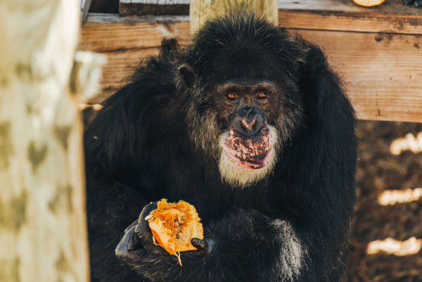 schedule a tour chimp with pumpkin