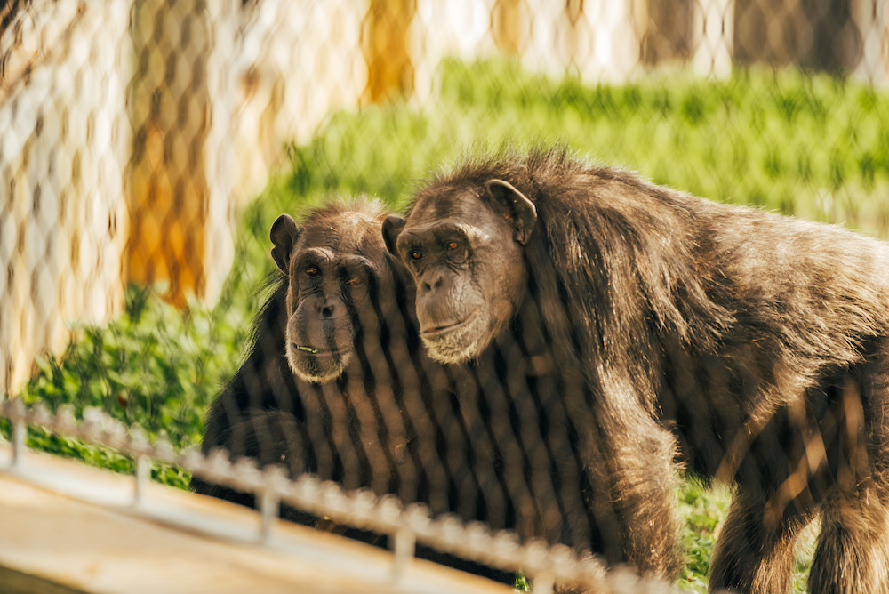 schedule a tour chimps visiting