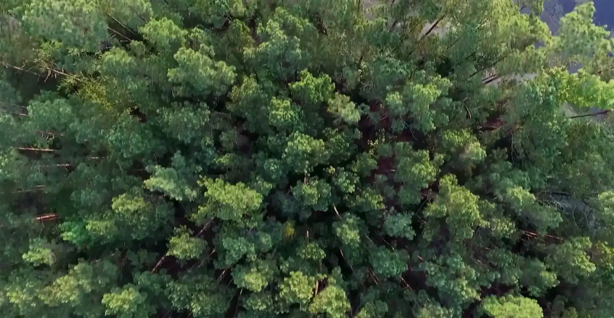 Forest From Sky
