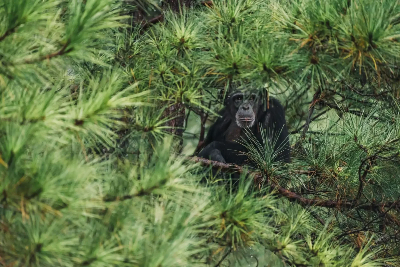 Chimp in Tree