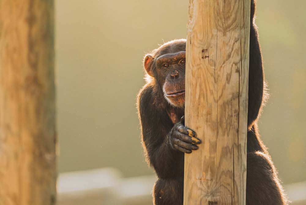 Chimp hiding behind the wood