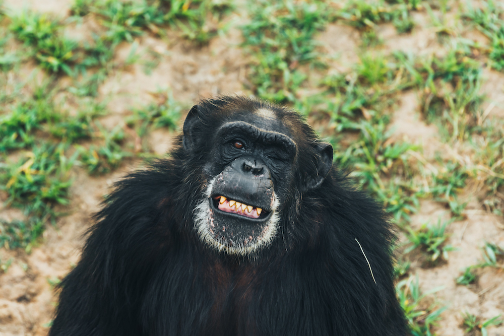 Chimp smiling and winking