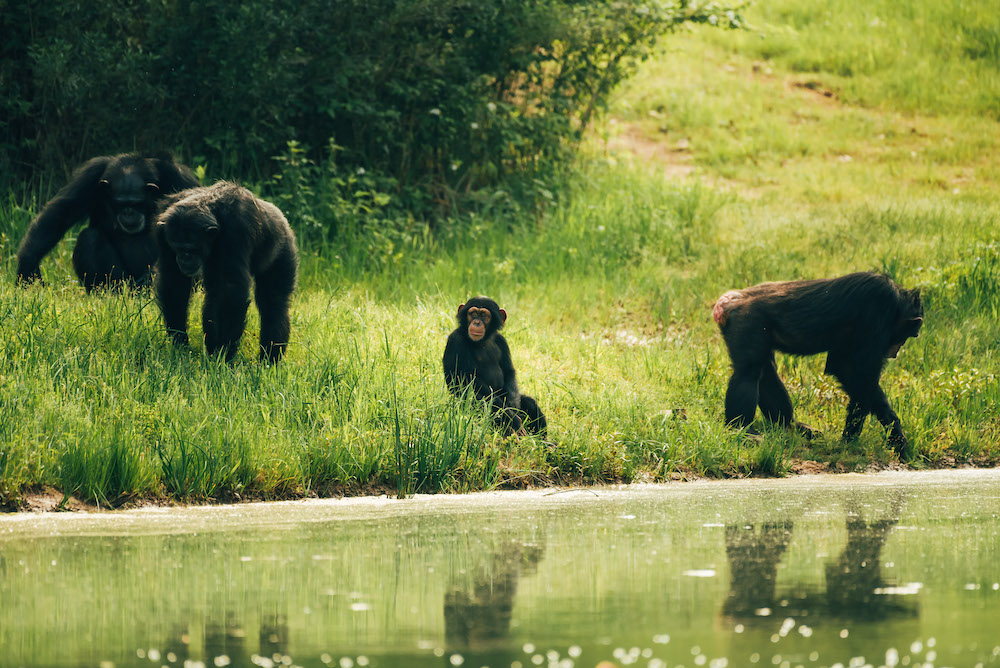 Chimps by water