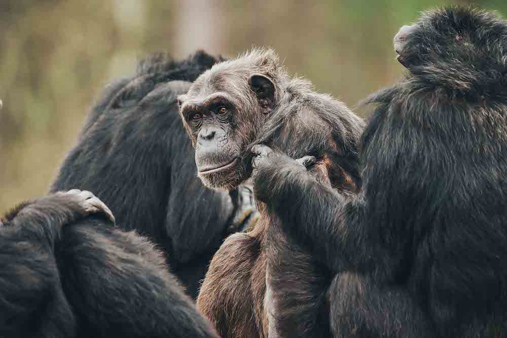 Chimp group in the nature