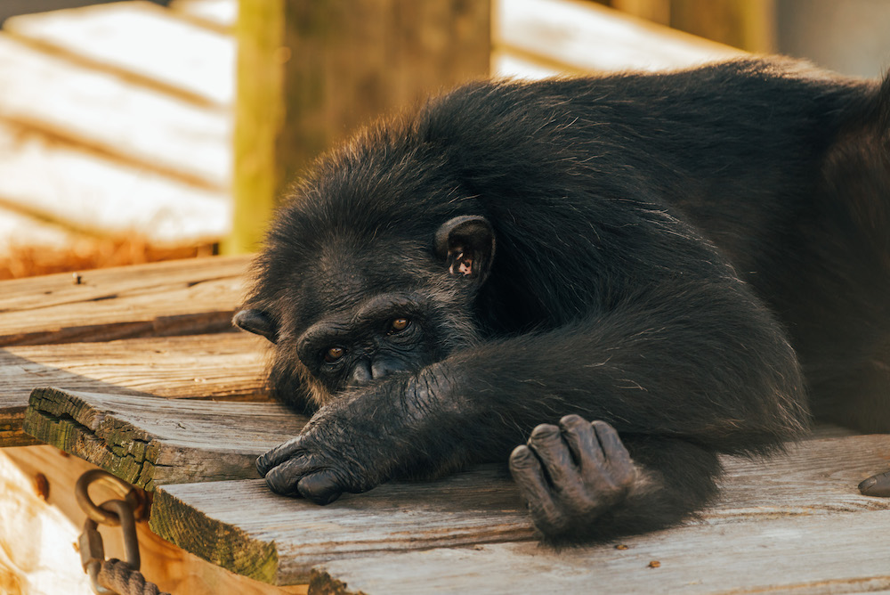 Chimp preparing to sleep