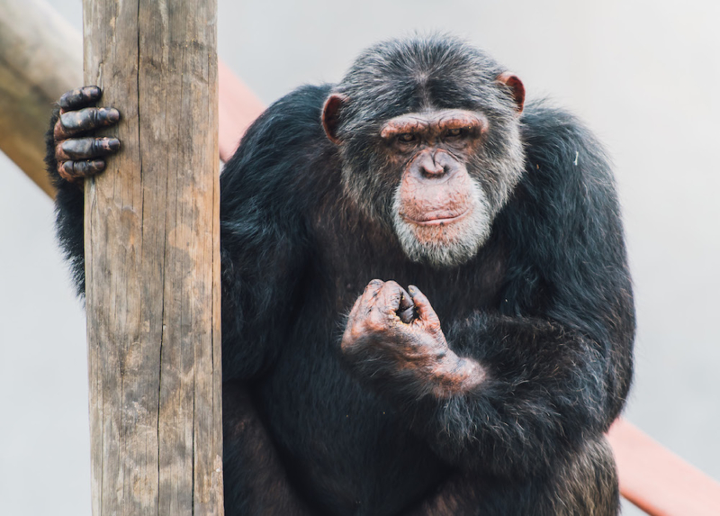 Traveling to Chimp Haven? Where To Stay - Book Now