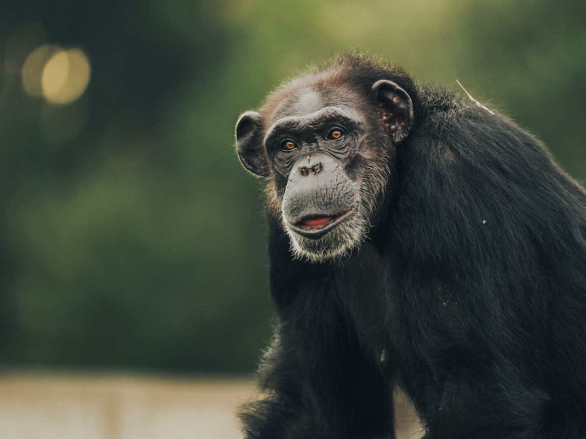 Chimps Wishlist - Shop Now - Make Our Chimps Happy